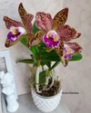Rlc. Waianae Leopard